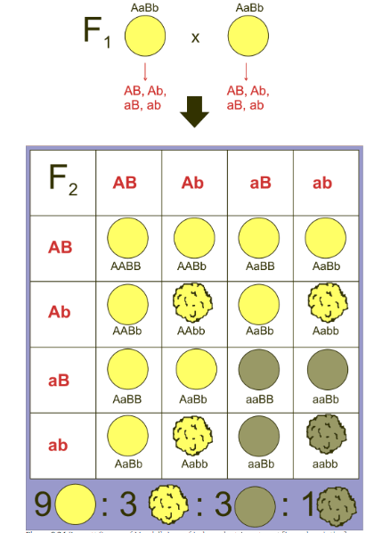 Dihybrid Cross
