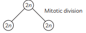 Class 10 Science Chapter 7 Previous Year Questions - How do Organisms Reproduce?