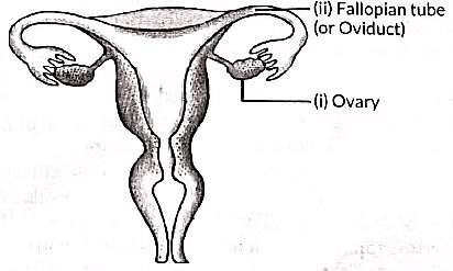 Class 10 Science Chapter 7 Previous Year Questions - How do Organisms Reproduce?