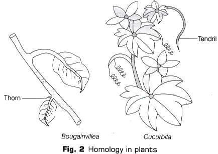 Lab Manual: Homology and Analogy of Plants and Animals - Class 10