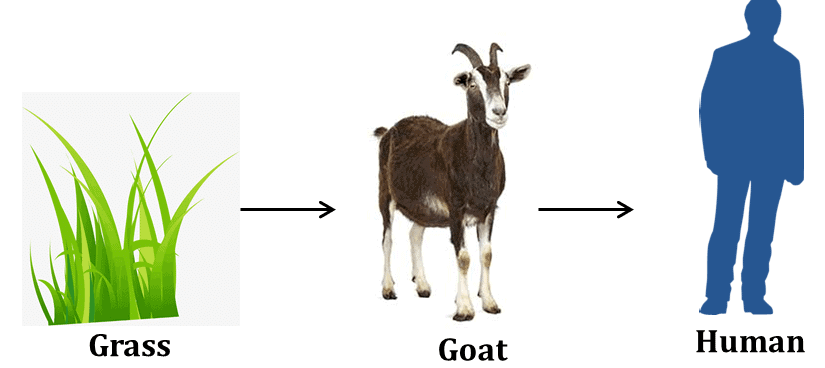 Food Chain
