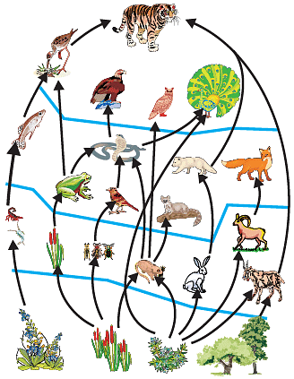 Diagram Based Questions: Our Environment | Science Class 10