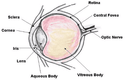 Mnemonics: The Human Eye and the Colourful World | Science Class 10