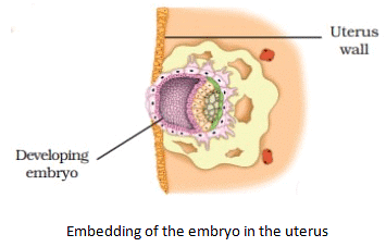 Reproduction in Animals Summary Class 8 NCERT Summary Chapter 6
