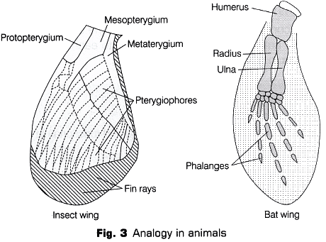 Lab Manual: Homology and Analogy of Plants and Animals - Class 10