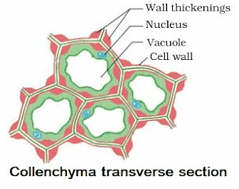 Tissues Summary Class 9 Science Chapter 6