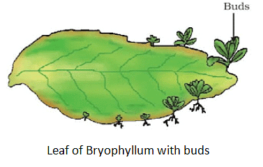How do Organisms Reproduce Class 10 Notes Science Chapter 7
