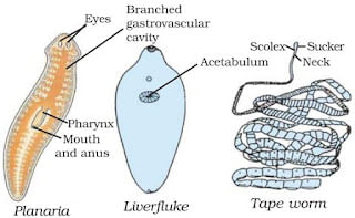 Diversity in Living Organisms Summary Class 9 Science