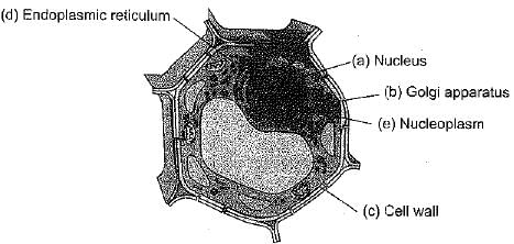 Class 9 Science: Sample Question Paper- 12 (With Solutions)