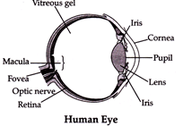 Class 8 Science: Sample Question Paper - 10 | Sample Papers For Class 8