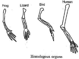 Class 10 Science: CBSE Sample Question Paper (2019-20) - 2 | Science Class 10