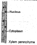 Class 9 Science: Sample Question Paper- 6 (With Solutions)