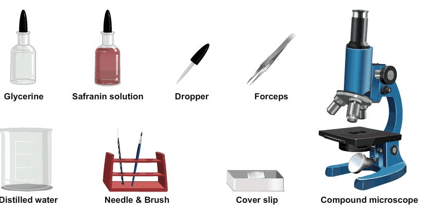 Procedure - To Prepare Stained Temporary Mount of Onion Peel, Biology, Science, Class 9 | Science Class 9