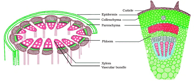Important Tables and Diagrams: Tissues - Class 9