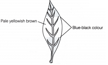Lab Manual: Light is Necessary for Photosynthesis - Class 10