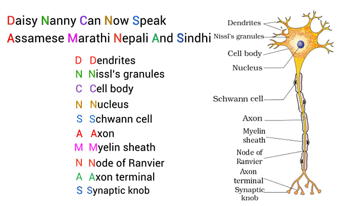 Mnemonics: Control & Coordination | Science Class 10
