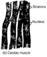 Class 9 Science: Sample Question Paper Term I- 9 (With Solutions)