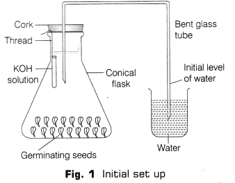 Lab Manual: CO2 is Released During Respiration - Class 10