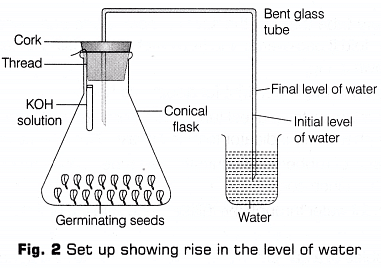 Lab Manual: CO2 is Released During Respiration - Class 10