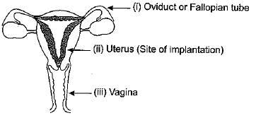 Class 10 Science: CBSE Sample Question Paper (2019-20) - 6 | Science Class 10