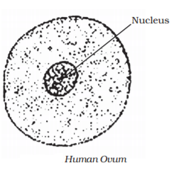 Reproduction in Animals Summary Class 8 NCERT Summary Chapter 6