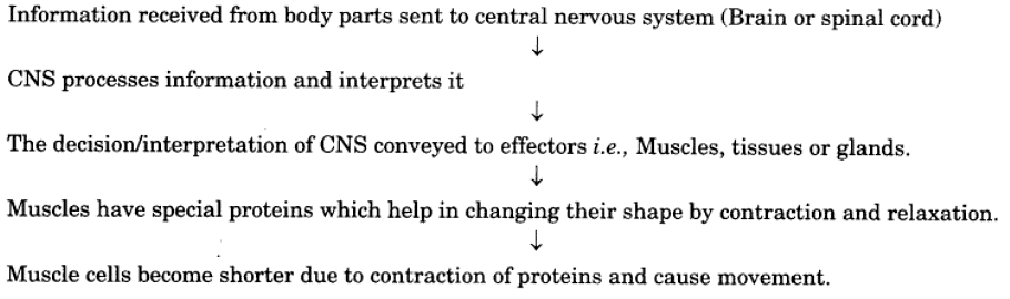 Class 10 Science Chapter 6 Question Answers - Control and Coordination