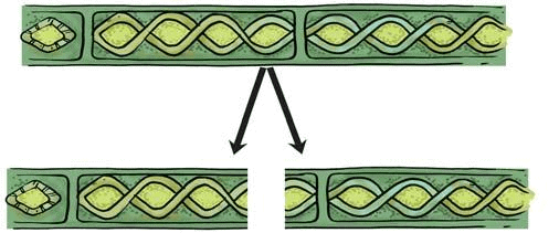 Fragmantation in Spirogyra