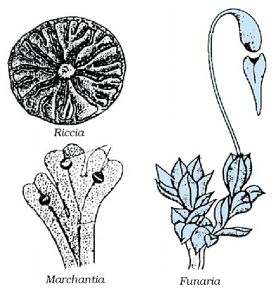 Diversity in Living Organisms Summary Class 9 Science