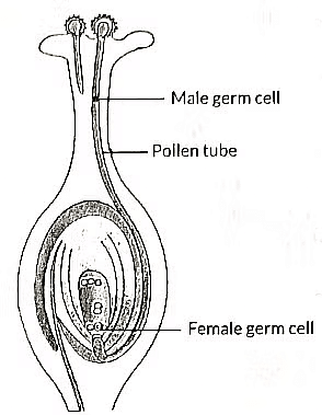 Class 10 Science Chapter 7 Previous Year Questions - How do Organisms Reproduce?