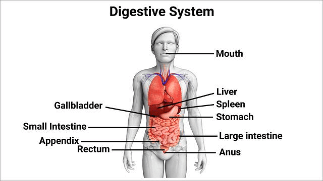 Important Diagrams: Life Processes | Science Class 10