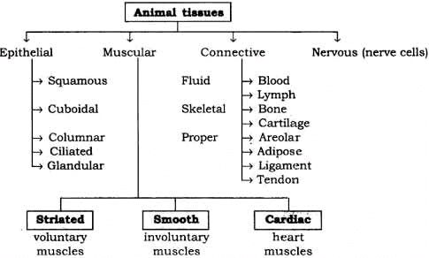Mnemonics: Tissues | Science Class 9