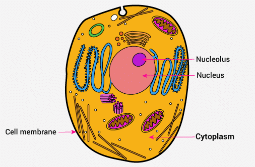 NCERT Solutions for Class 8 Science - Cell Structure and Functions