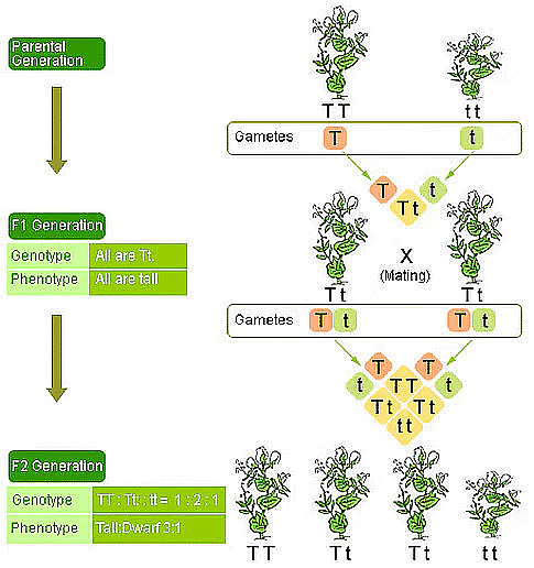 Class 10 Science Chapter 8 Previous Year Questions - Heredity and Evolution