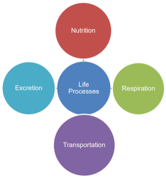 Life Processes | Olympiad Preparation for Class 10