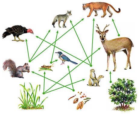 Ecosystem & Food Chain | Science Class 10