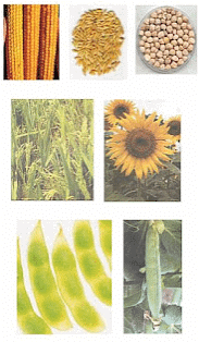 Improvement in Food Resources Summary Class 9 Science Chapter 12