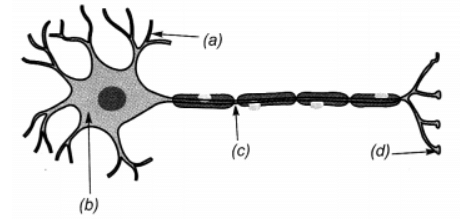 Class 10 Science Chapter 6 Question Answers - Control and Coordination