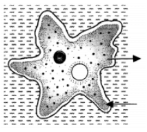 Class 10 Science Chapter 5 HOTS Questions - Life Processes