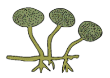 NCERT Exemplar Solutions: Microorganisms : Friend or Foe | Science Class 8
