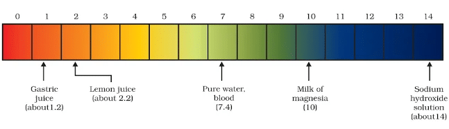 NCERT Based Activity : Acid, Bases and Salts | Science Class 10