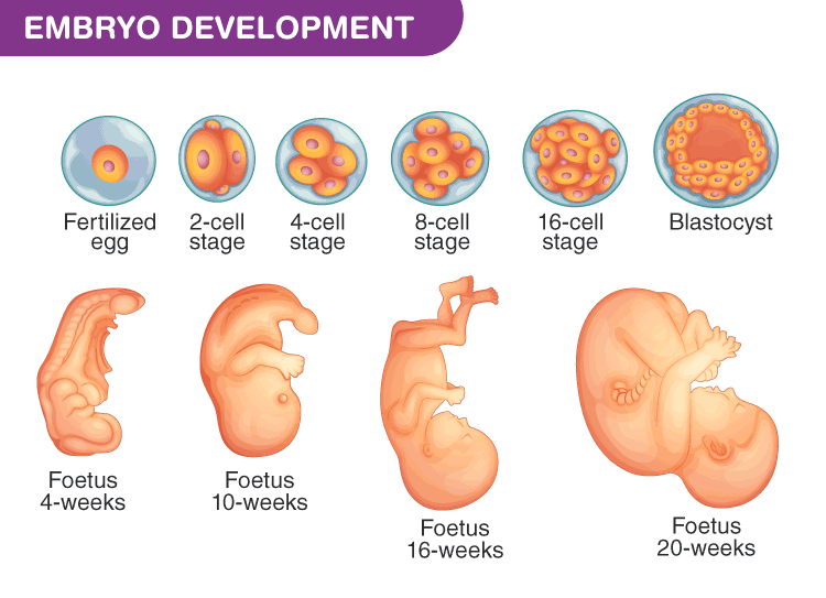 Modes of Reproduction - Class 10