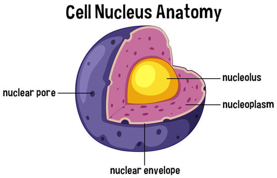 Cell: Structure and Functions Class 8 Notes Science