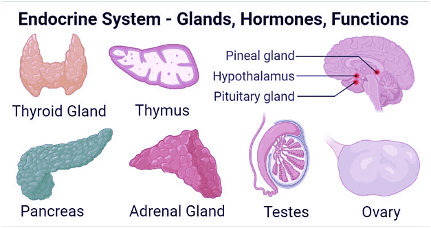 Endocrine System Chapter Notes | Science Olympiad Class 8