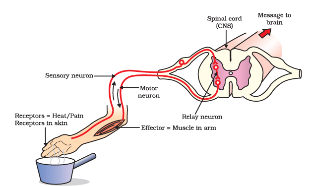 Reflex Arc