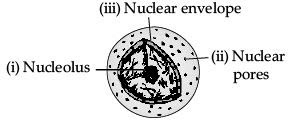 Class 9 Science: Sample Question Paper- 2 (With Solutions)