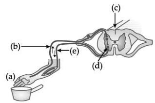 Class 10 Science: CBSE Sample Question Paper (2020-21) - 5 | Science Class 10