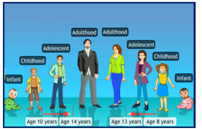 Reaching the Age of Adolescence Class 8 Notes Science Chapter 7