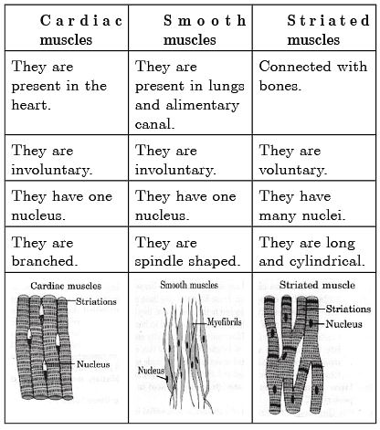 Class 9 Science Chapter 6 Question Answers - Tissues