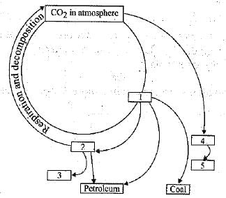 Class 9 Science: Sample Question Paper- 7 (With Solutions)