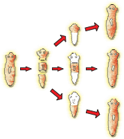 Regeneration of Planaria